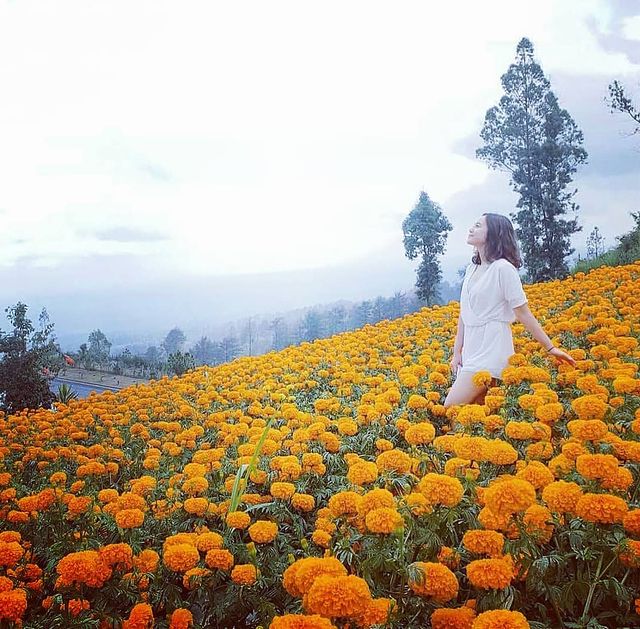 Ladang Bunga Bali Gemitir