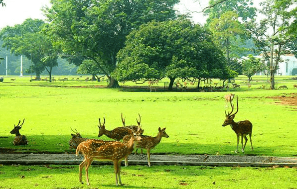 Pesona Kebun Raya Bogor