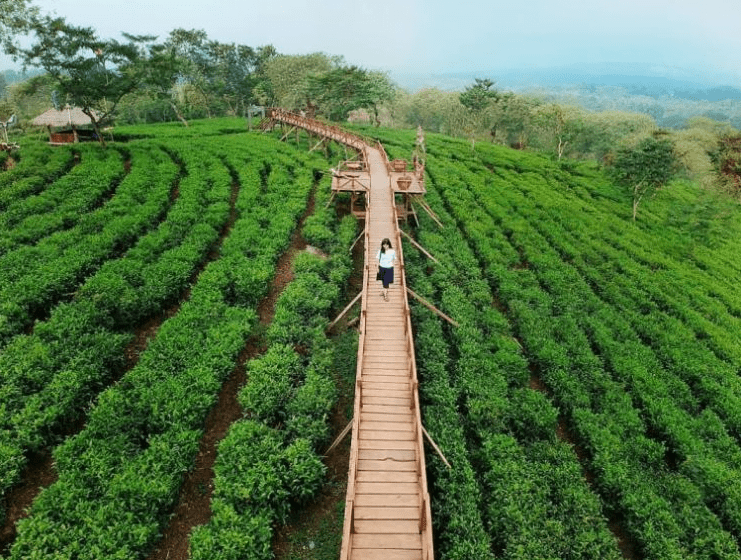 Kebun Teh Bukit Kuneer Malang