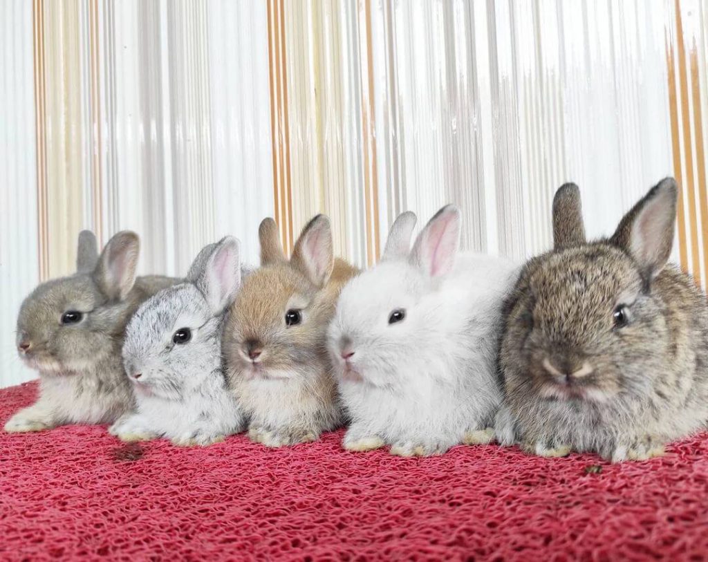 Gambar Kelinci Netherland Dwarf 1024x813 1