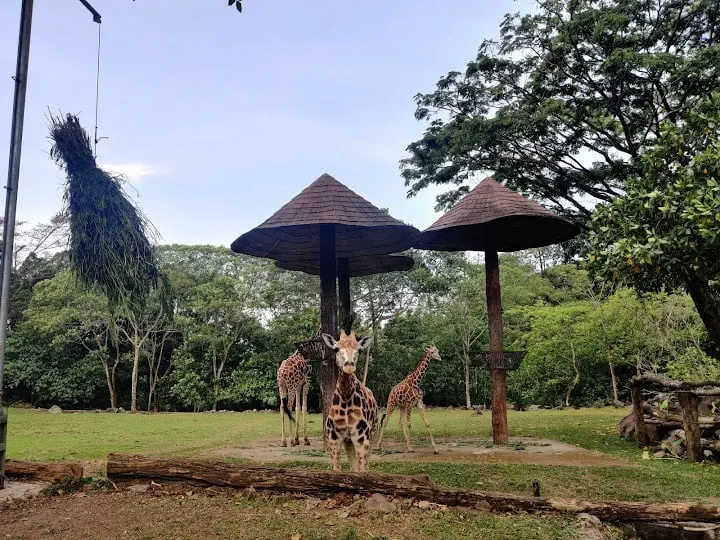 Taman Safari Indonesia 2 Prigen