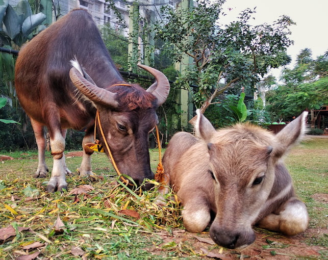 Arumdalu Farm Wisata Edukasi