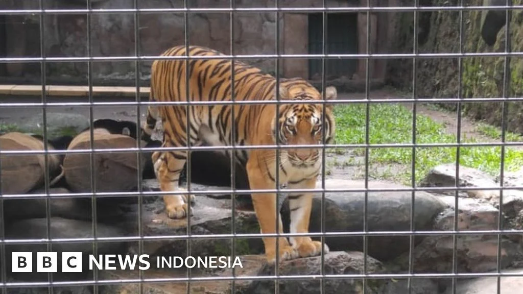Virus Mematikan Anak Harimau di Bandung: Pemerintah Kota Luncurkan Evaluasi Biosecurity Kebun Binatang