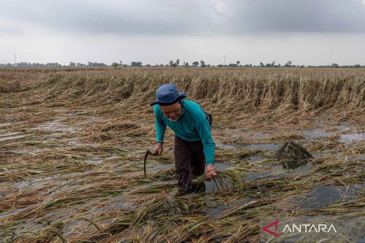 671 hektare sawah di Kabupaten Demak terdampak banjir