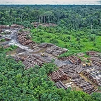 Auriga: Deforestasi Hutan Melonjak Capai 433.751 Ha pada 2025, Program Prabowo Jadi Biang Kerok