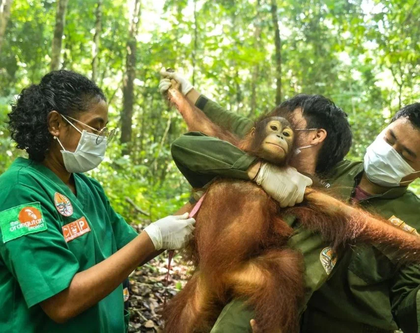 Berau-COP Luncurkan Kampanye “Run for Orangutan” untuk Lindungi Satwa Endemik