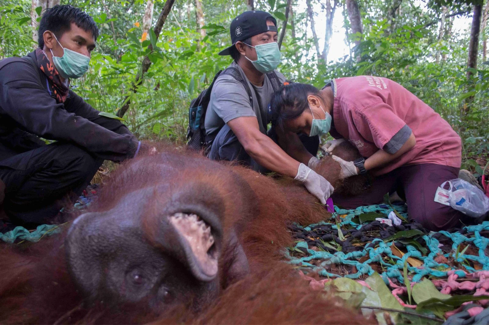BKSDA dan YIARI Berhasil Translokasikan Orangutan di Kayong Utara