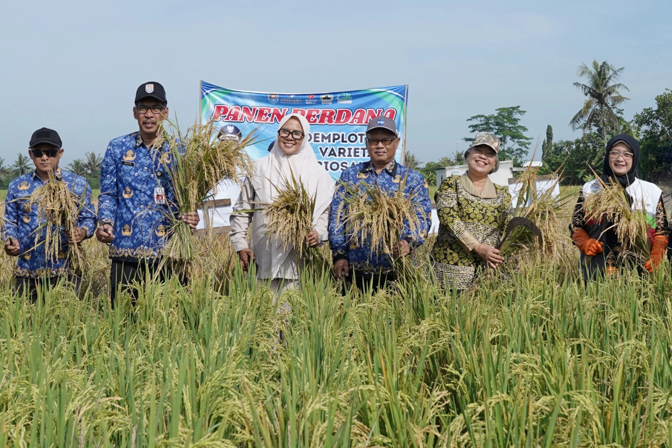 BRIN Sukses Kembangkan Padi Biosalin, Solusi Ketahanan Pangan di Tengah Cuaca Ekstrem