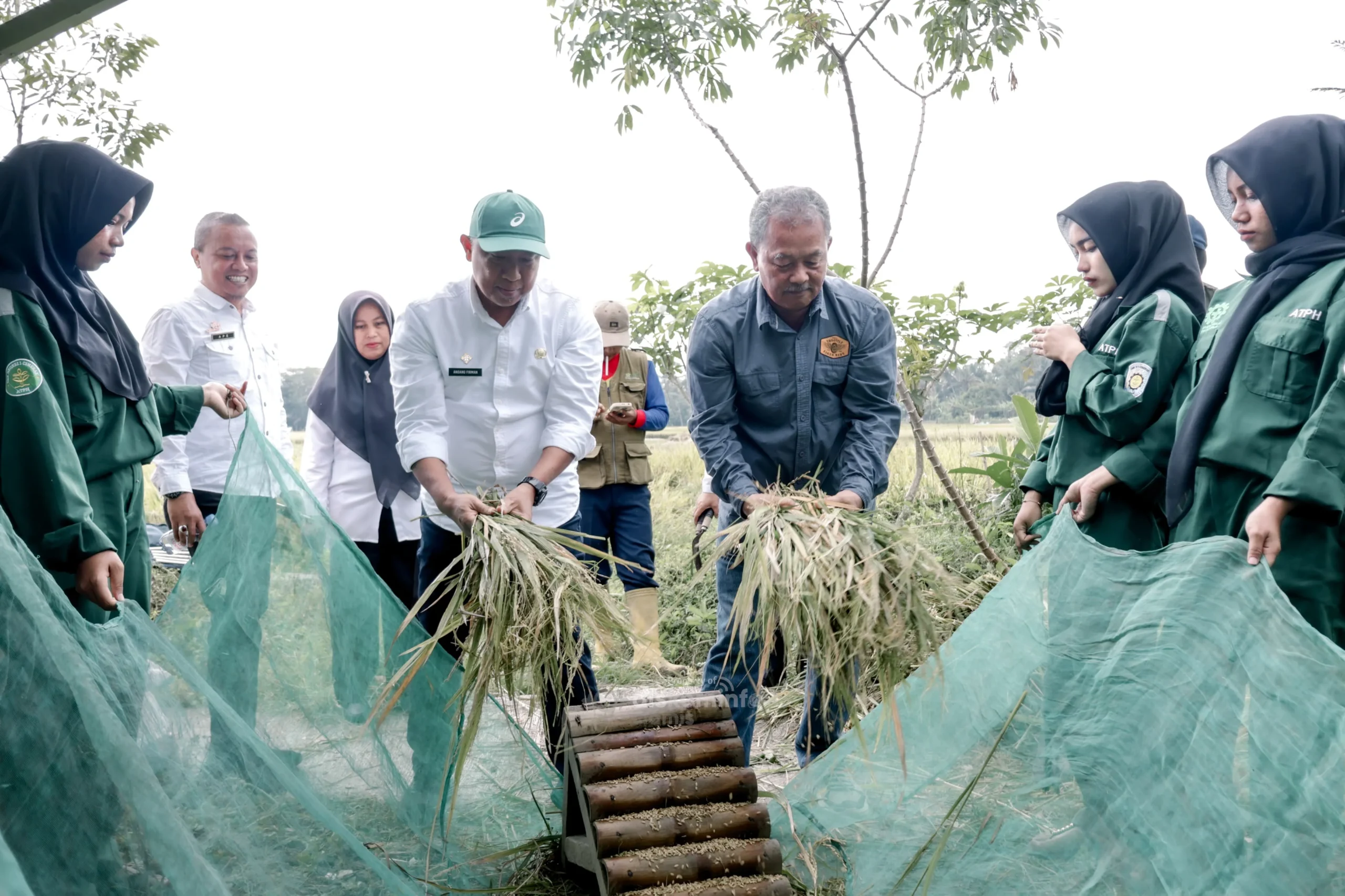 Ciamis Perluas Sistem Tanam Padi Organik untuk Keberlanjutan Pertanian