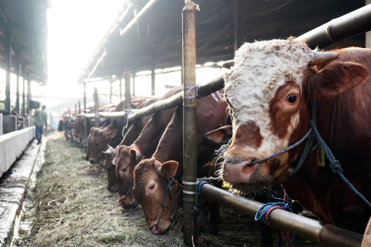 Dharma Jaya Perkuat Cadangan Stok Daging Sapi Antisipasi Kelangkaan