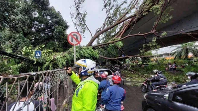 Empat Pohon Tumbang di Jakarta Timur dan Selatan Usai Hujan Deras, Satu Mobil Terdampak
