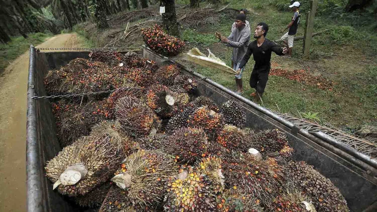 GAPKI Sebut Kelapa Sawit Konsisten Jadi Tulang Punggung Ekonomi Selama Lebih Dari 4 Dekade