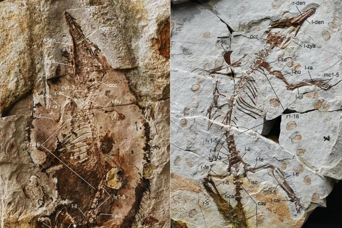 Ilmuwan China Telusuri Kehidupan Hewan Purba Sebelum Ledakan Kambrium