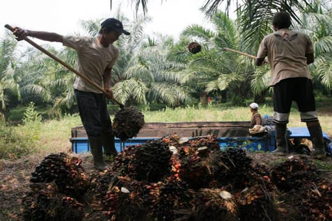 Industri Sawit Serap 16,5 Juta Tenaga Kerja, Astra Agro Gandeng UB Perkuat Kurikulum