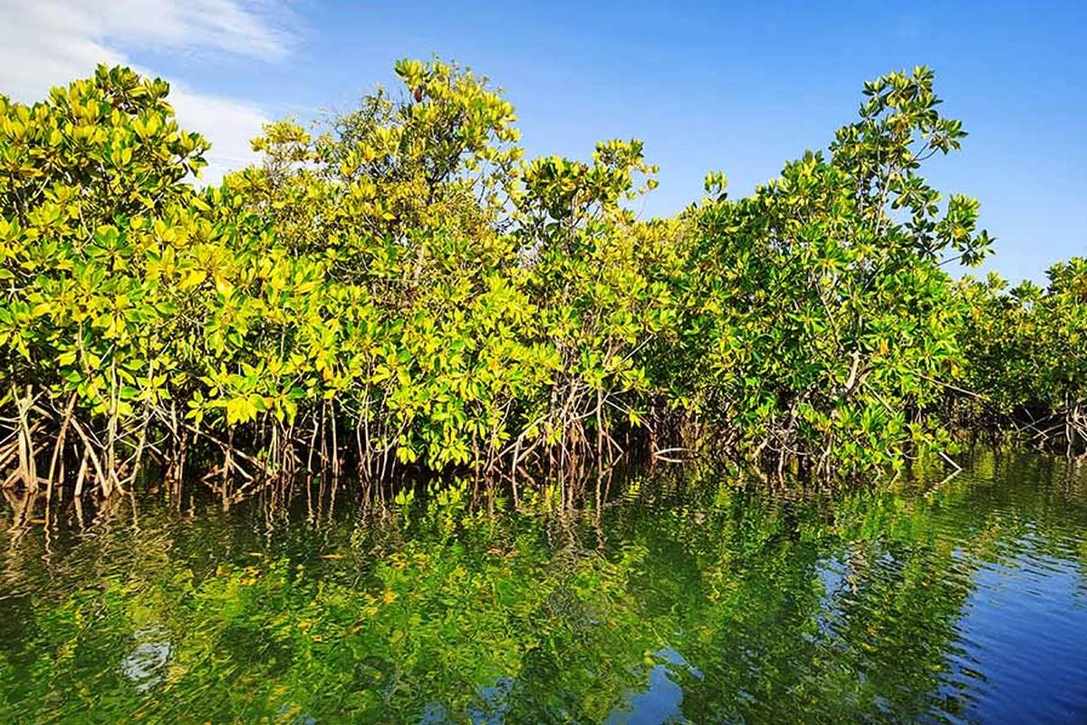 InJourney Perkuat Rehabilitasi Mangrove di Kawasan Ekonomi Khusus Mandalika