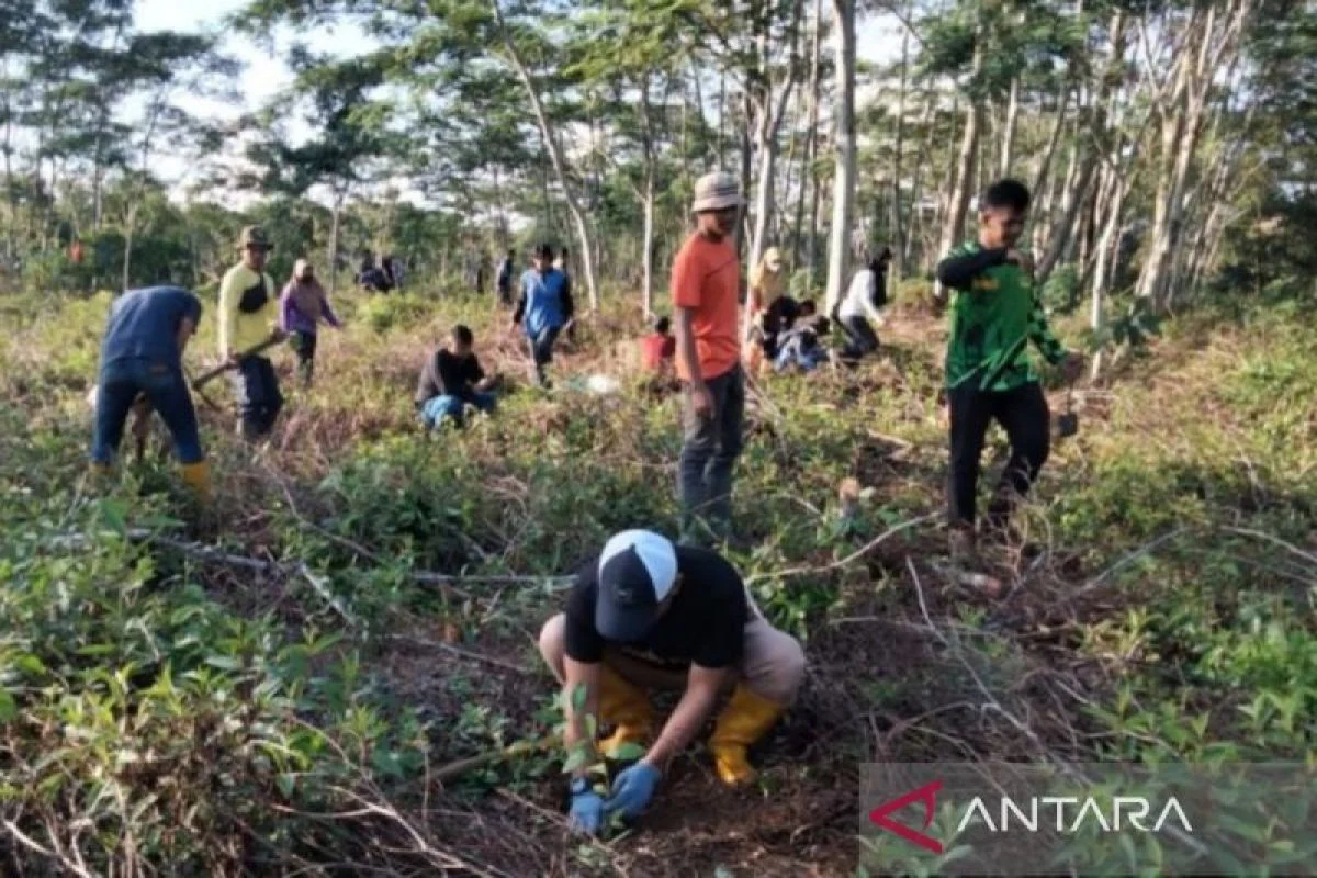 Kalimantan Selatan Tanam 500 Bibit Tanjung untuk Perkuat RHL di Bundaran Pohon Jokowi