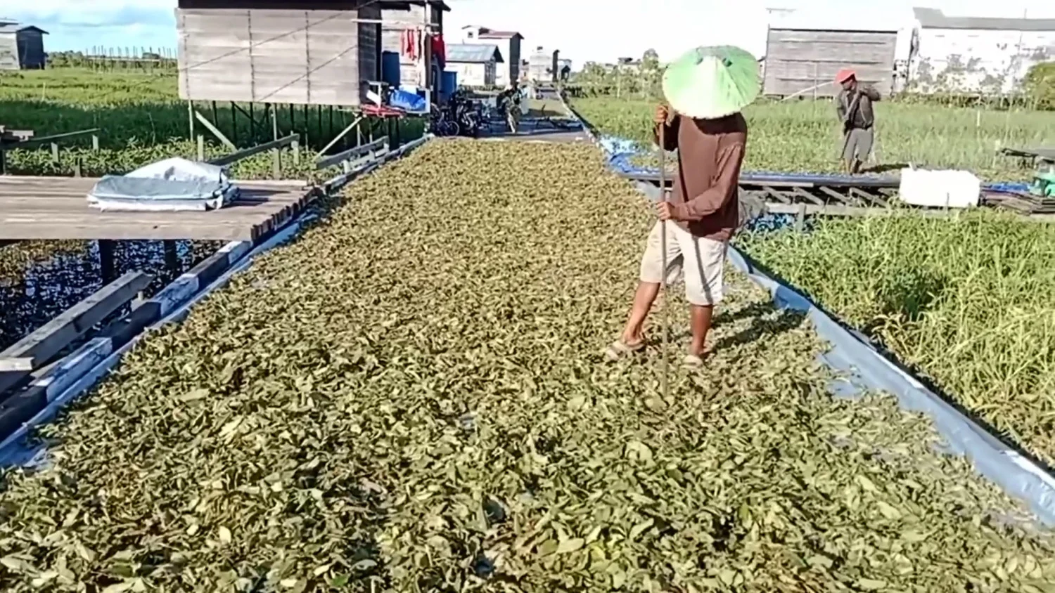 Kalimantan Timur Perketat Izin Produksi dan Ekspor Kratom