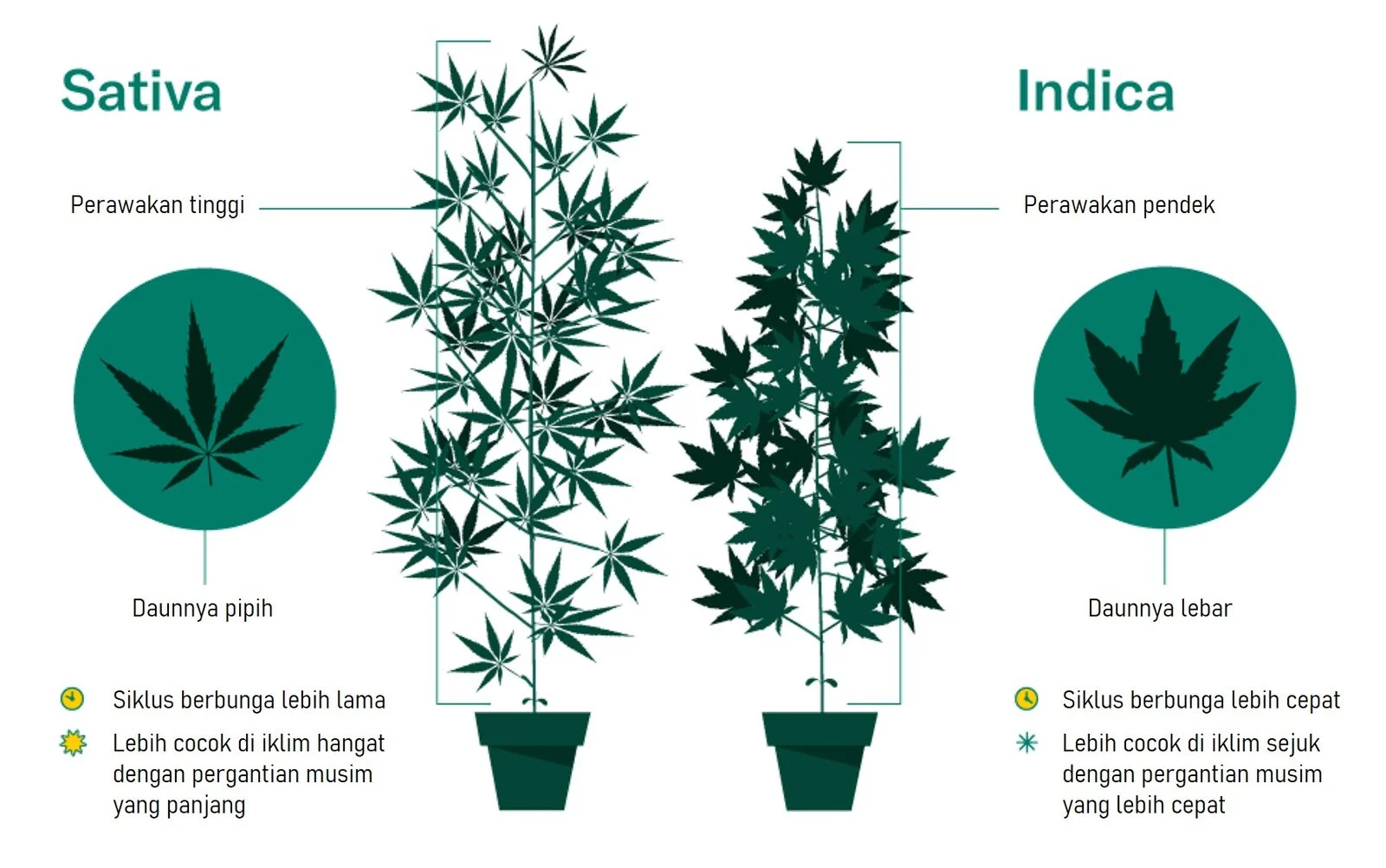 Kebijakan Longgar Ganja Medis di Amerika Serikat: Implikasi bagi Indonesia