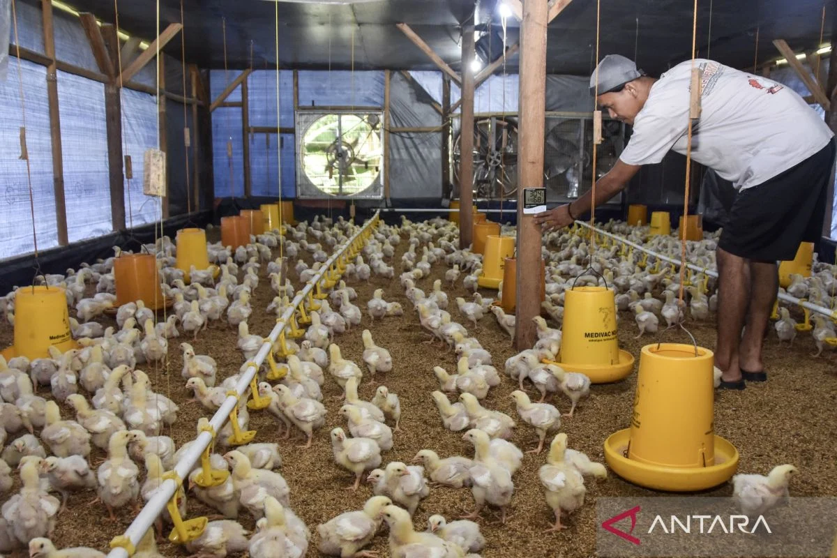 Kementan Perkuat Pengaturan Produksi Ayam Ras untuk Lindungi Peternak