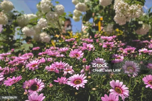 Menikmati Bunga-Bunga yang Bermekaran di Taman Valeggio sul Mincio, Verona