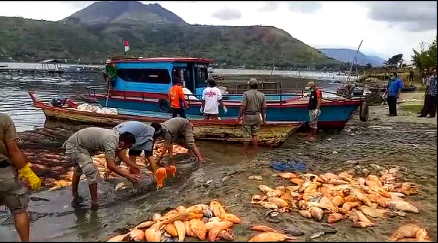 Mewaspadai Kematian Massal Ikan di Danau Toba: Ancaman bagi Perikanan Budidaya