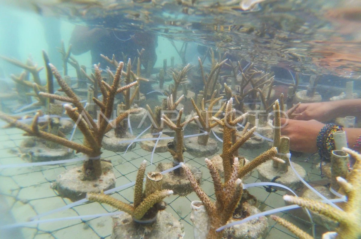 MPMX Lakukan Transplantasi Terumbu Karang untuk Lindungi Ekosistem Pulau Messah