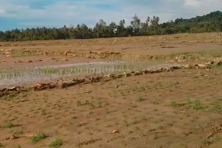 Pemprov Sulawesi Tengah Awasi Pemulihan Sawah Terdampak Limbah PT IMNI