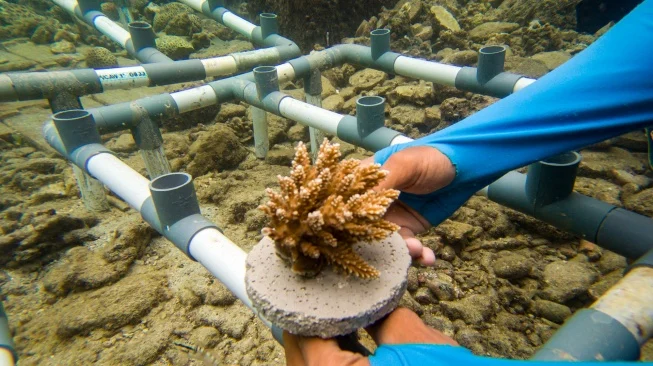 Pertamina Tanam Ribuan Mangrove dan Terumbu Karang di Pulau Pramuka pada Peringatan Hari Bumi