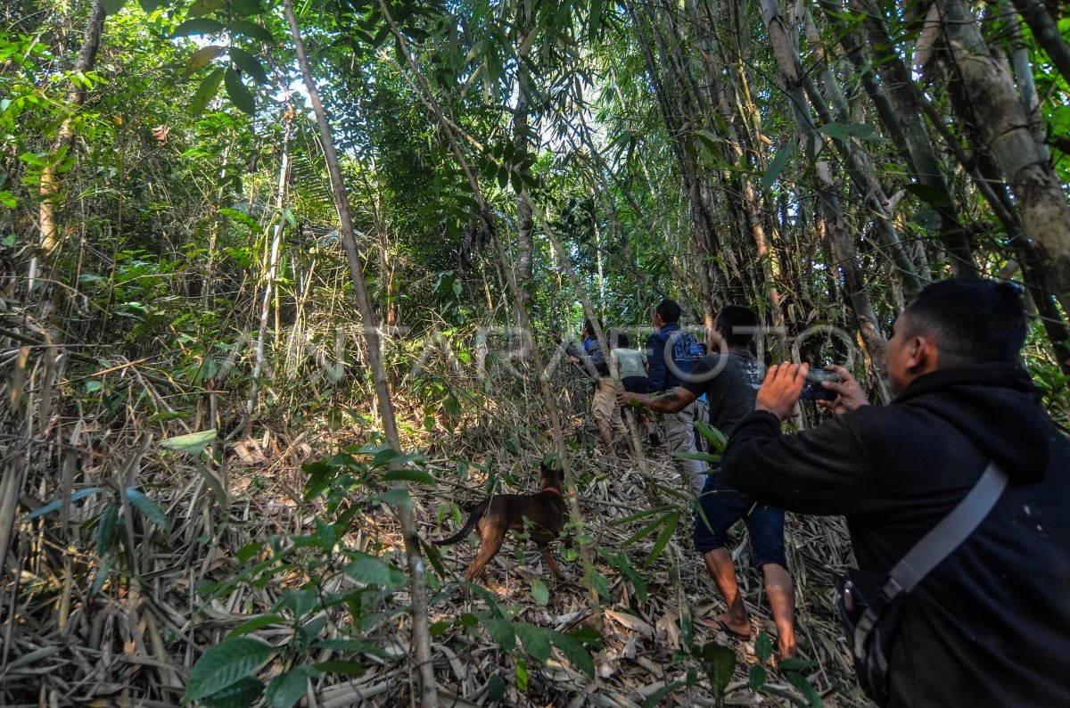 Petugas Evakuasi Macan Tutul Masuk Permukiman di Bogor
