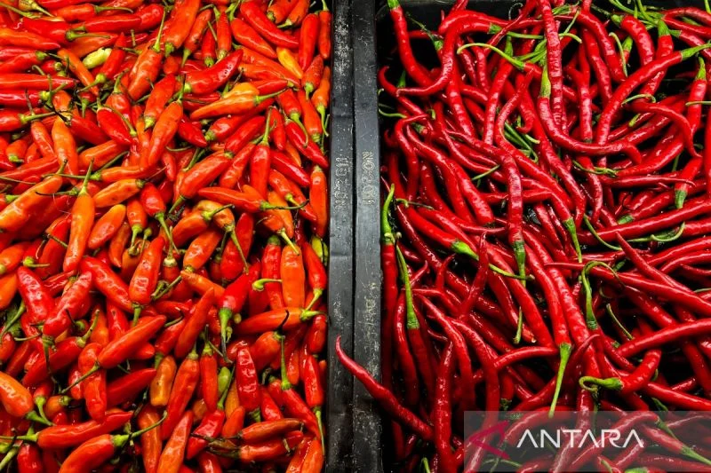 PIHPS: Harga Cabai Rawit Merah Rp119.400/kg, Daging Ayam Rp52.150/kg