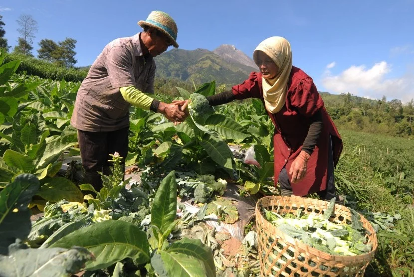 Program MBG Buat Petani Boyolali Semringah, Harga Sayur Kini Jadi Lebih Stabil