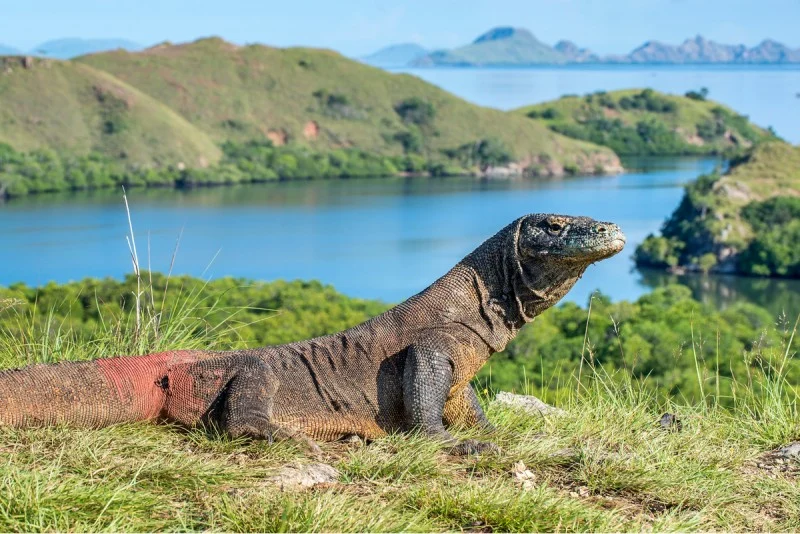 Rencana Beli Minyak Rusia dan Penetapan Kuota Wisatawan di Taman Nasional Komodo