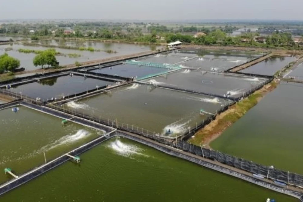 Setahun Bertransformasi, Agrinas Jaladri Tancap Gas Bangun Ekosistem Perikanan Terpadu