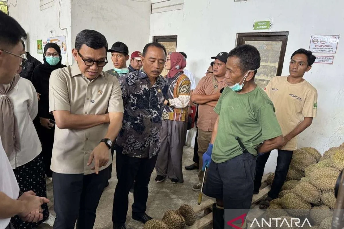 Barantin Bantu Optimalisasi Kualitas Ekspor Durian Parigi Moutong