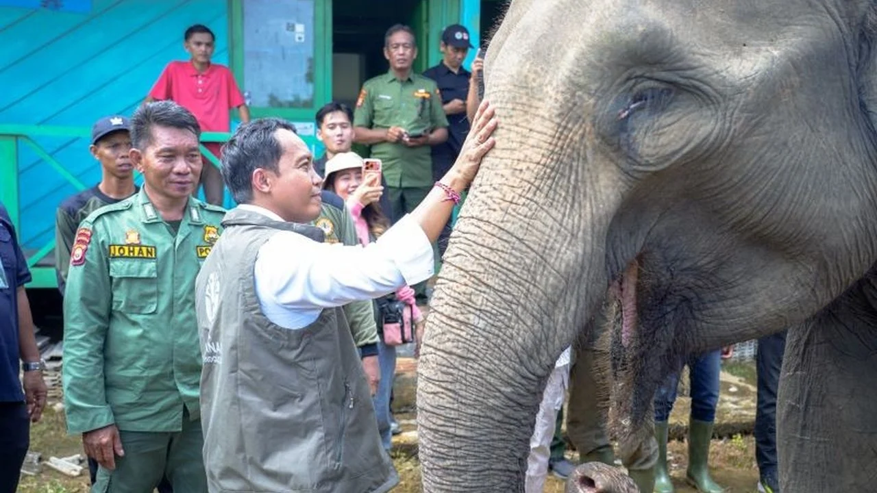 BKSDA Bengkulu Temukan 17 Gajah Liar Menggunakan Drone