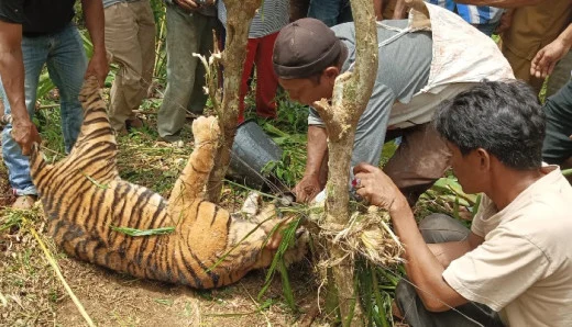 BKSDA Sumbar Evakuasi Harimau Sumatera Terjebak Perangkap Babi di Pasaman