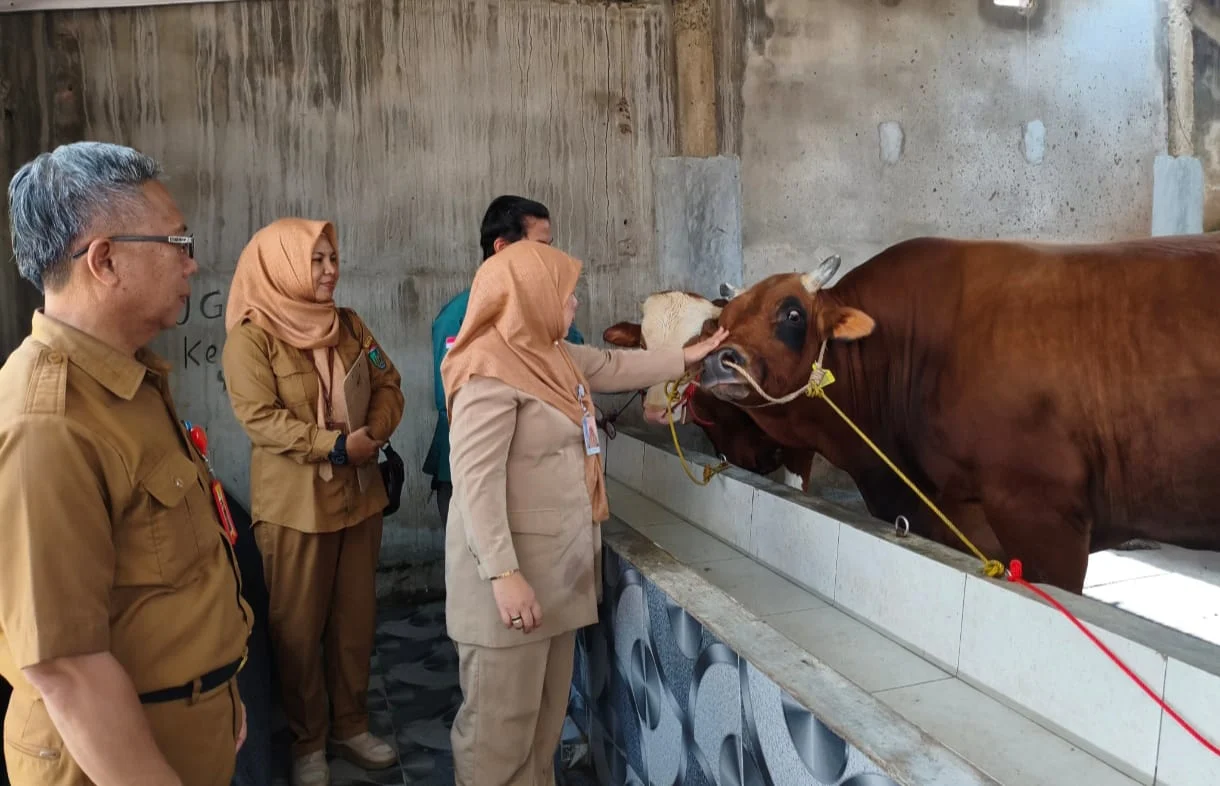 Dinas Pertanian: Sapi Kurban Presiden di Tapin Seberat 970 Kilogram