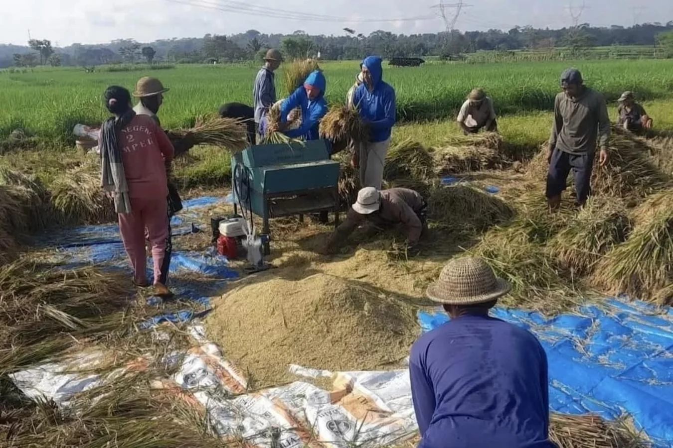 Dirut Bulog: Serapan Gabah Petani Capai 2,4 Juta Ton Setara Beras