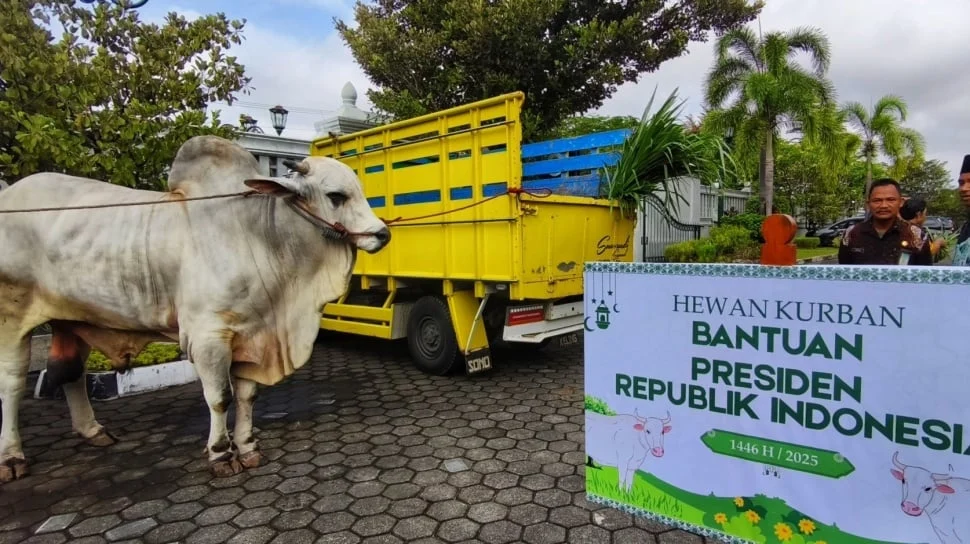 Distribusi Sapi Kurban Bantuan Presiden untuk Warga Terdampak Banjir di Kecamatan