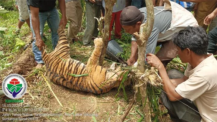 Evakuasi Harimau Sumatra Terdampar Jerat Babi di Pasaman