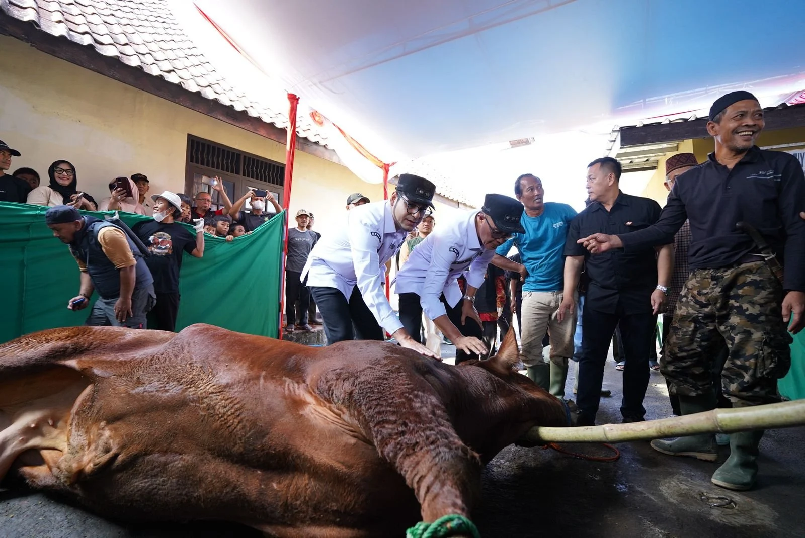 Golkar Tegaskan Bantuan 1.098 Ekor Sapi Kurban Prabowo adalah Banpres untuk Rakyat