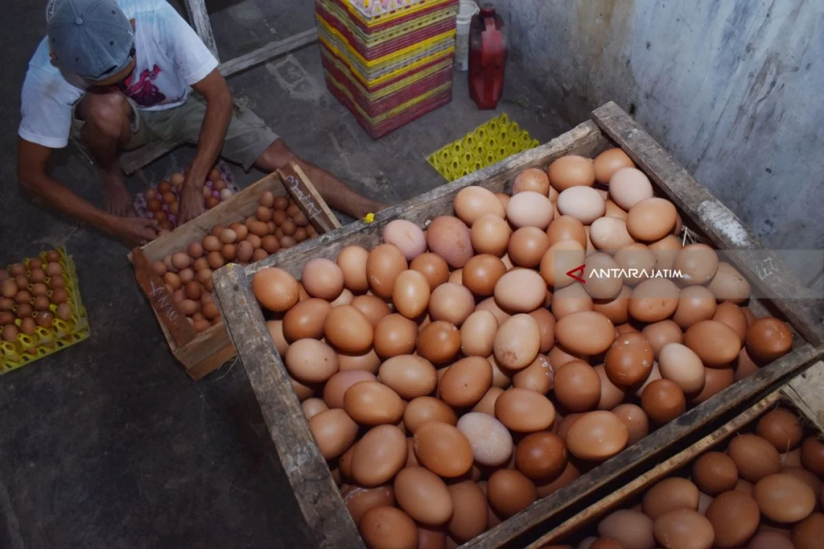 Harga Telur di Magetan Anjlok, BGN Desak SPPG Jawa Timur Tambah Menu Telur di Program MBG