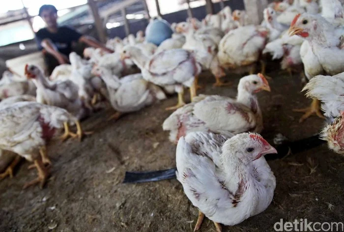 Harga Ternak Melonjak di Turki Akibat Ketegangan Regional