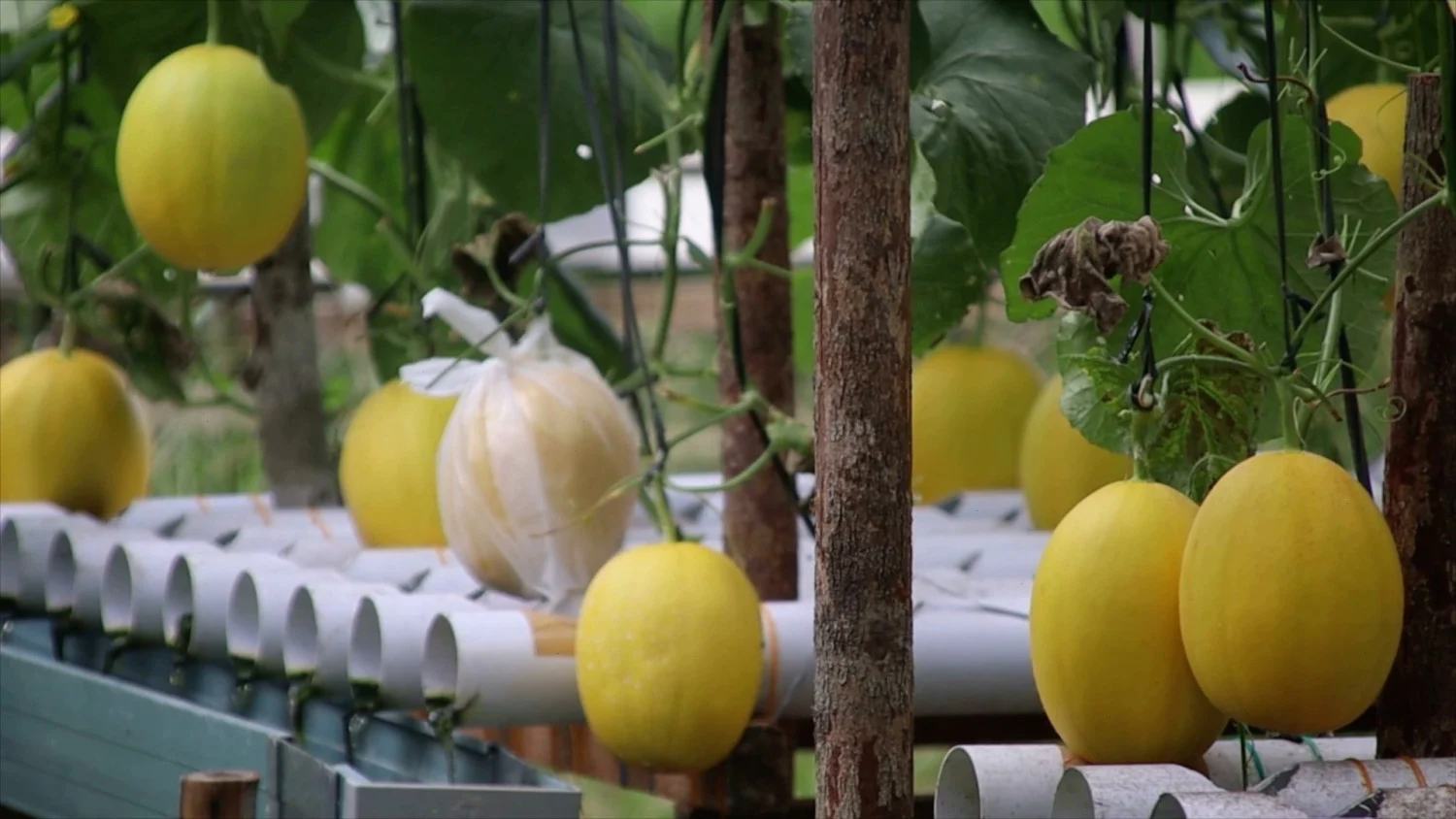 Hortikultura Hidroponik Jadi Penunjang Ekonomi Warga Pasir Palembang