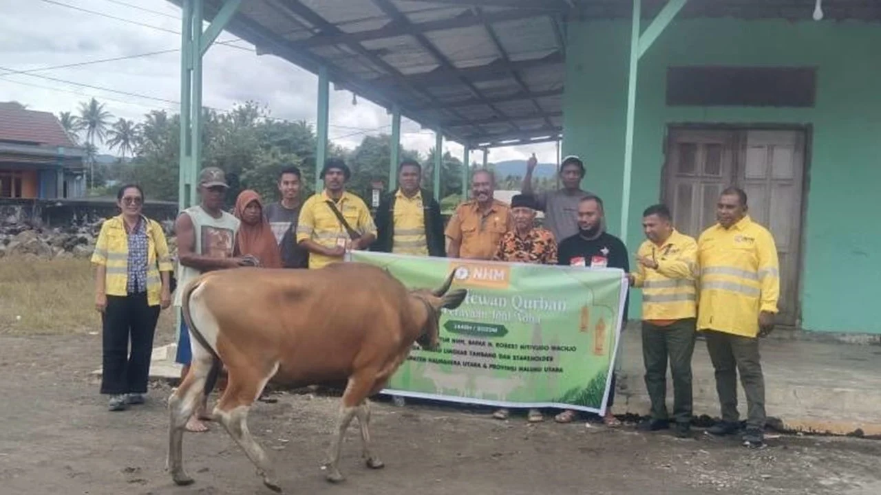 Idul Adha 1447 H, PT Nusa Halmahera Minerals Salurkan 66 Ekor Sapi untuk Masyarakat Lingkar Tambang