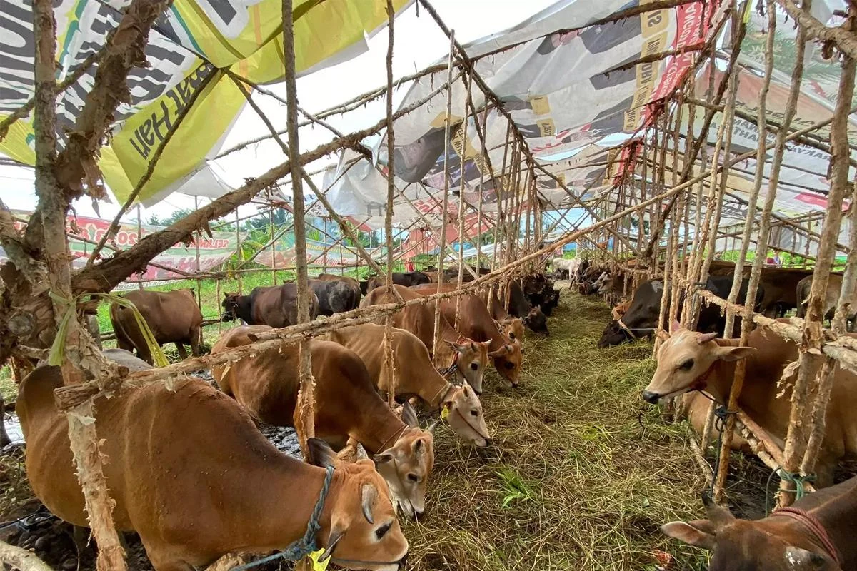 Indef: Omzet Transaksi Kurban Capai Rp26 Triliun, Dampak Signifikan bagi Peternak
