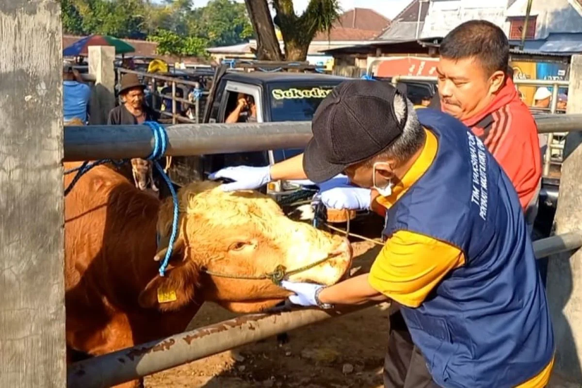 Jelang Idul Adha, Solo perketat pengawasan hewan kurban di lima area