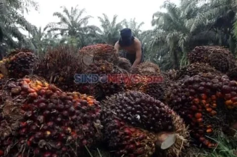 Kebijakan Ekspor Satu Pintu Picu Kepanikan Petani Sawit, Harga TBS Turun Drastis