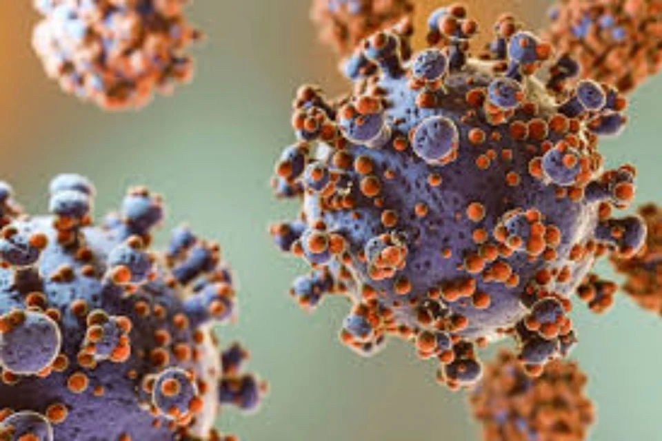 Kemenkes: Hasil Pemeriksaan WNA yang Kontak Erat dengan Hantavirus Negatif