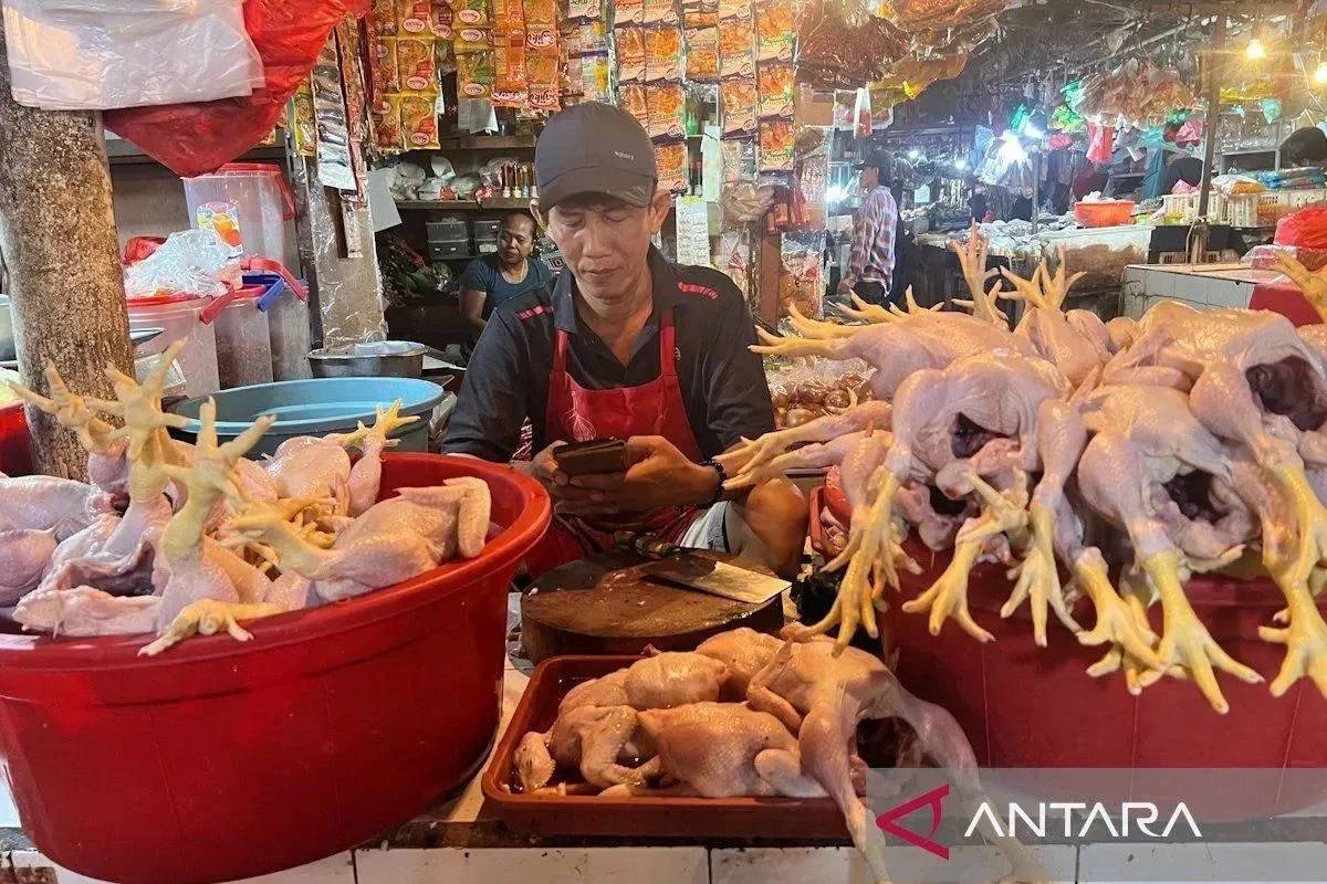 Kementan Gandeng Asosiasi Perkuat Stabilitas Harga Ayam Hidup